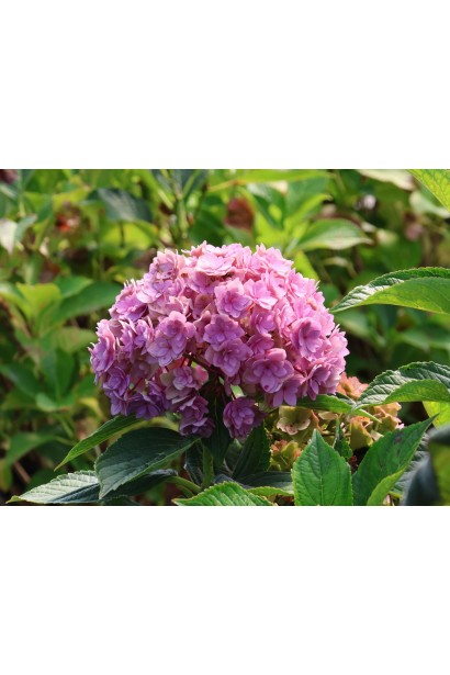 Гортензія широколиста Ю енд Мі Лав